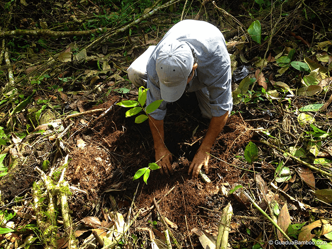 Nationwide bamboo-planting on 3,000 Catholic Parish Churches (REDD+)